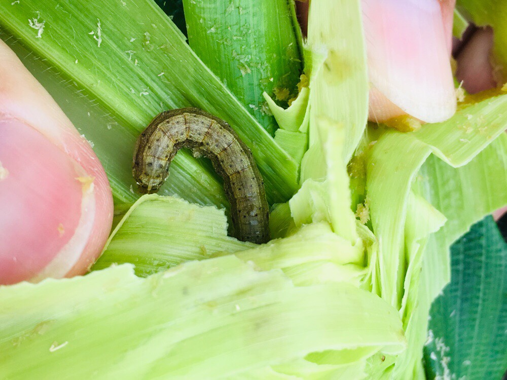 ▲秋行軍蟲入侵台中外埔、清水兩區玉米田。(圖／農業局提供2019.6.14)