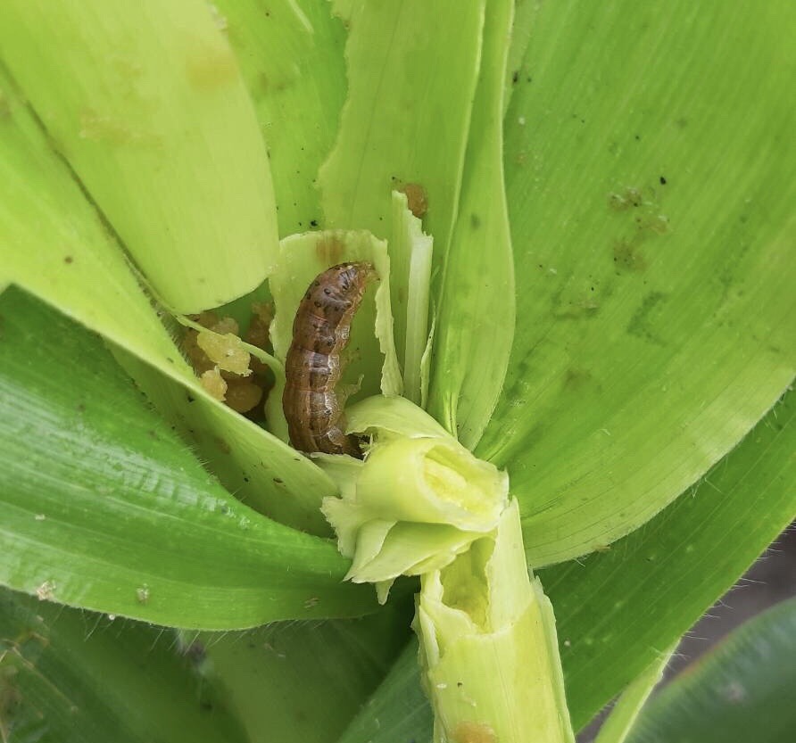 ▲秋行軍蟲來勢洶洶，彰化縣農業處在芳苑鄉的玉米田採樣送檢驗，確認遭到「秋行軍蟲」危害。（圖／記者陳雅芳攝，2019.06.14）