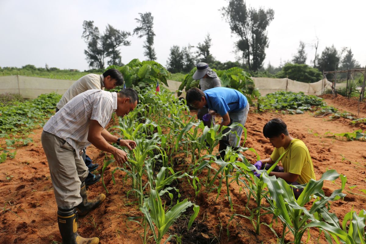 ▲金門縣防疫所人員於嚨口發現疑似秋行軍蟲農田進行查檢工作。（圖／金門縣政府提供）
