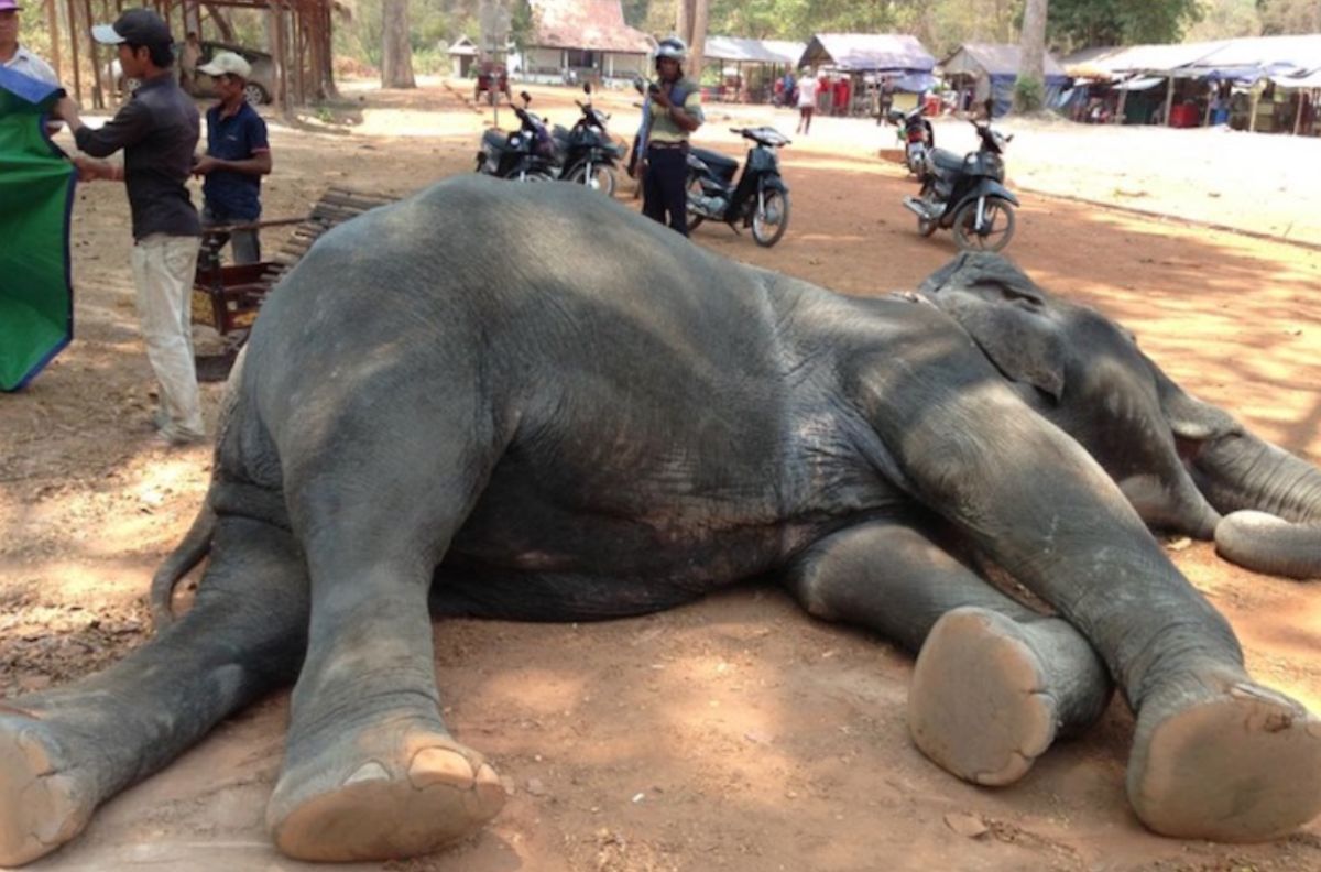 ▲柬埔寨吳哥窟因大象在40度高溫下工作死亡，促使當地政府宣布，2020起禁止遊客騎乘大象。（圖／截自臉書）