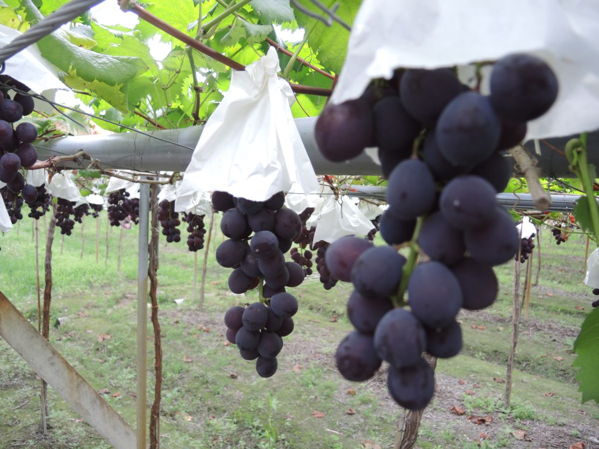 ▲大村鄉的巨峰葡萄年年大豐收，農友個個樂翻天，鄉內千萬富農超過1千位。（圖／記者陳雅芳攝，2019.06.15）