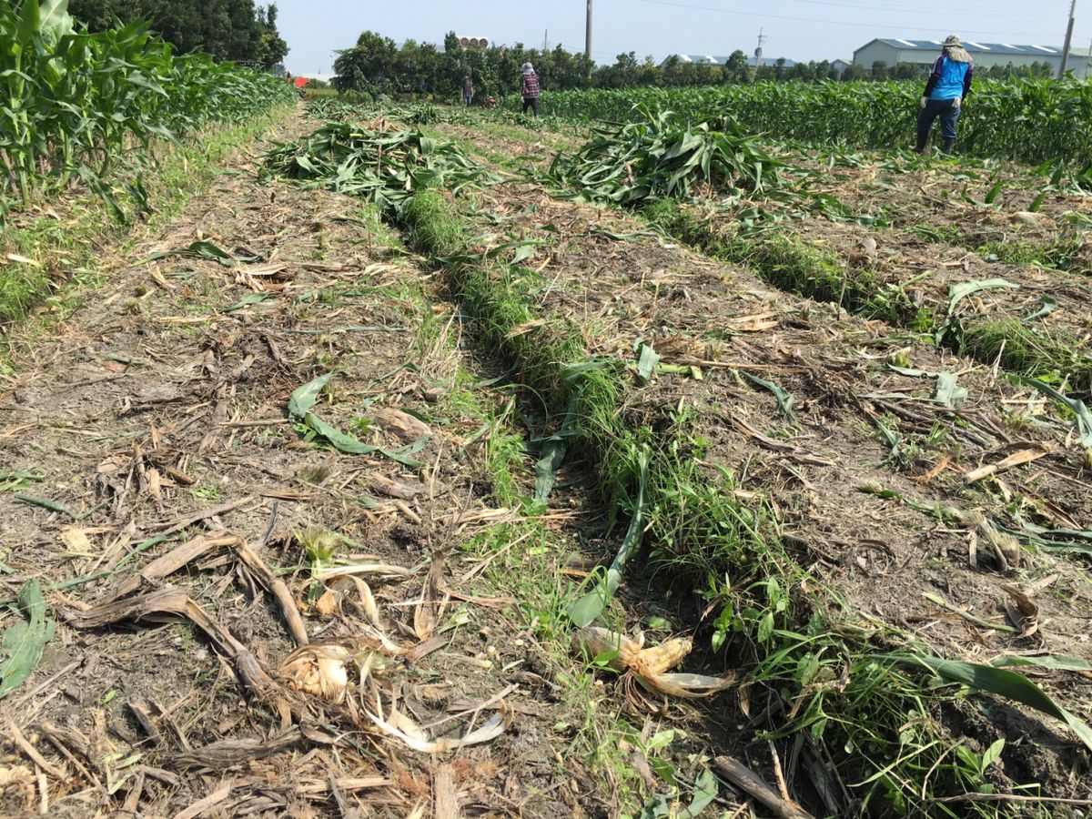 ▲台中外埔、清水兩處玉米田確認遭秋行軍蟲入侵，農業局啟動撲滅作業，砍除玉米植株集中管制，兩日內全數現地焚化銷毀完畢。 (圖／農業局提供2019.6.16)

