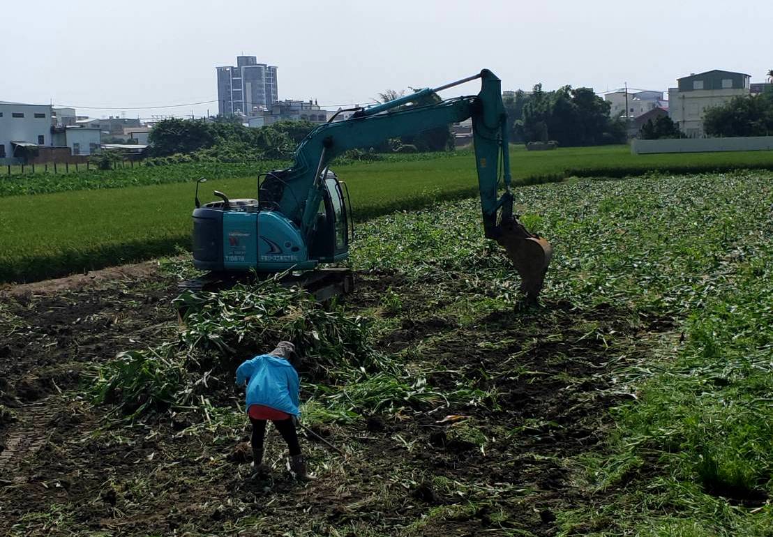 ▲秋行軍蟲大軍入侵，火攻秋行軍蟲的撲殺策略踢到鐵板，改由怪手上陣，採掩埋銷毀作業。（圖／記者陳雅芳翻攝，2019.06.16）