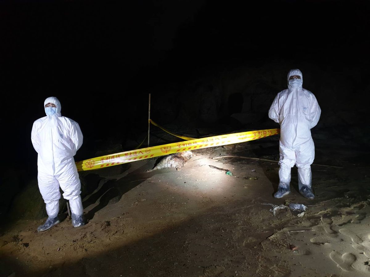 ▲金門二膽島發現有海漂豬屍，縣防疫所派人到場消毒處理。（圖／金門縣府提供）