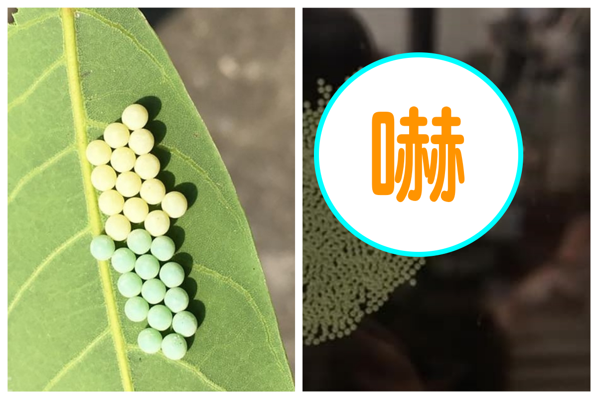 ▲網友在窗戶上驚見一片「綠色蟲卵」，深怕是「荔枝椿象」卵，最後有人指出恐怕是「褐斑毒蛾」卵。左圖為荔枝椿象卵。（合成圖／中央社資料圖片／翻攝自臉書社團「細說淡水」）