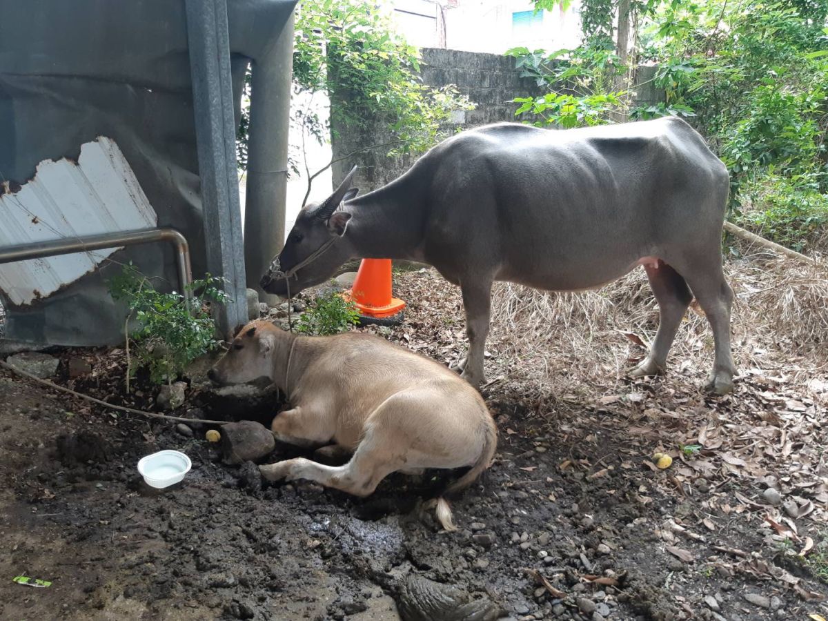 ▲台東縣東河鄉昨天晚上女騎士撞牛不治的車禍案件，成功警分局循線找到肇逃牛隻，目前正積極找到飼主到案說明（圖／成功警分局提供）