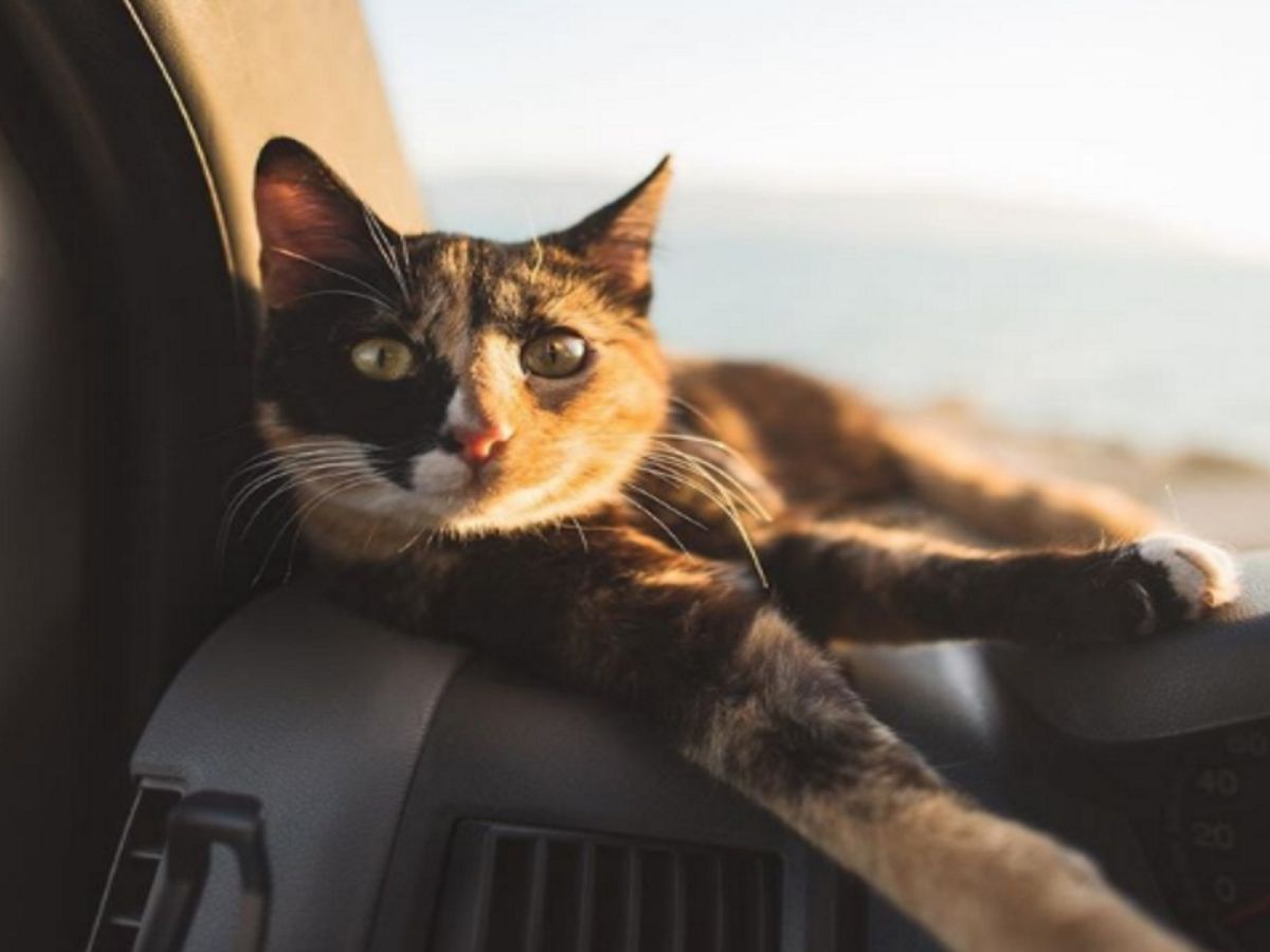 米莉：我喜歡坐在「駕駛艙」看得比較清楚喔！（圖／IG@curlyhaircamping）