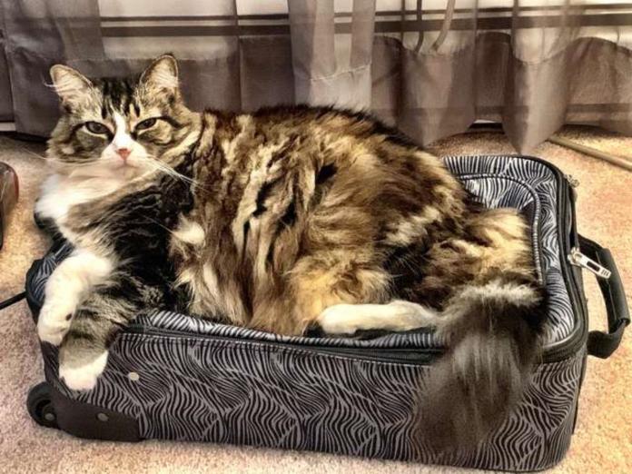 薩曼莎的貓生當中最重大的樂趣就是在房子裡的各個地方打盹，其中牠特別熱愛在勞的行李箱裡睡覺。(圖/Heather Law)