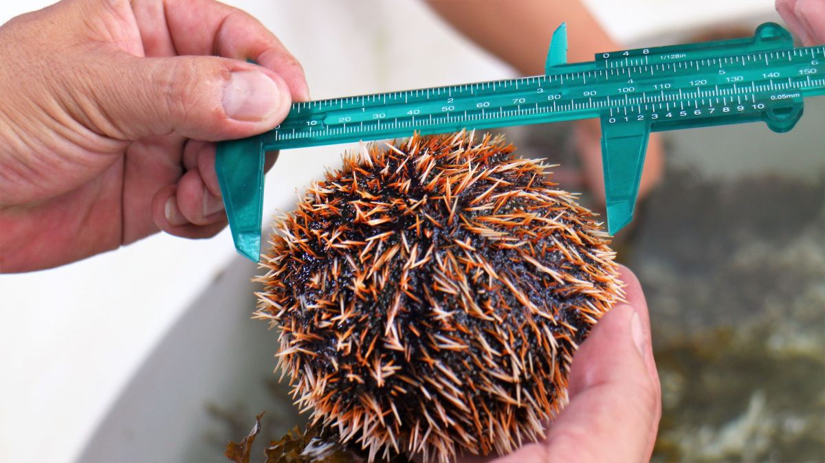 ▲澎縣農漁局有鑑於馬糞海膽復育情況不佳，2018年將開放採捕的日期縮短為7月1日至8月31日，但舊的公告卻未撤下的烏龍事件。（圖／記者張塵攝，2019.06.18）