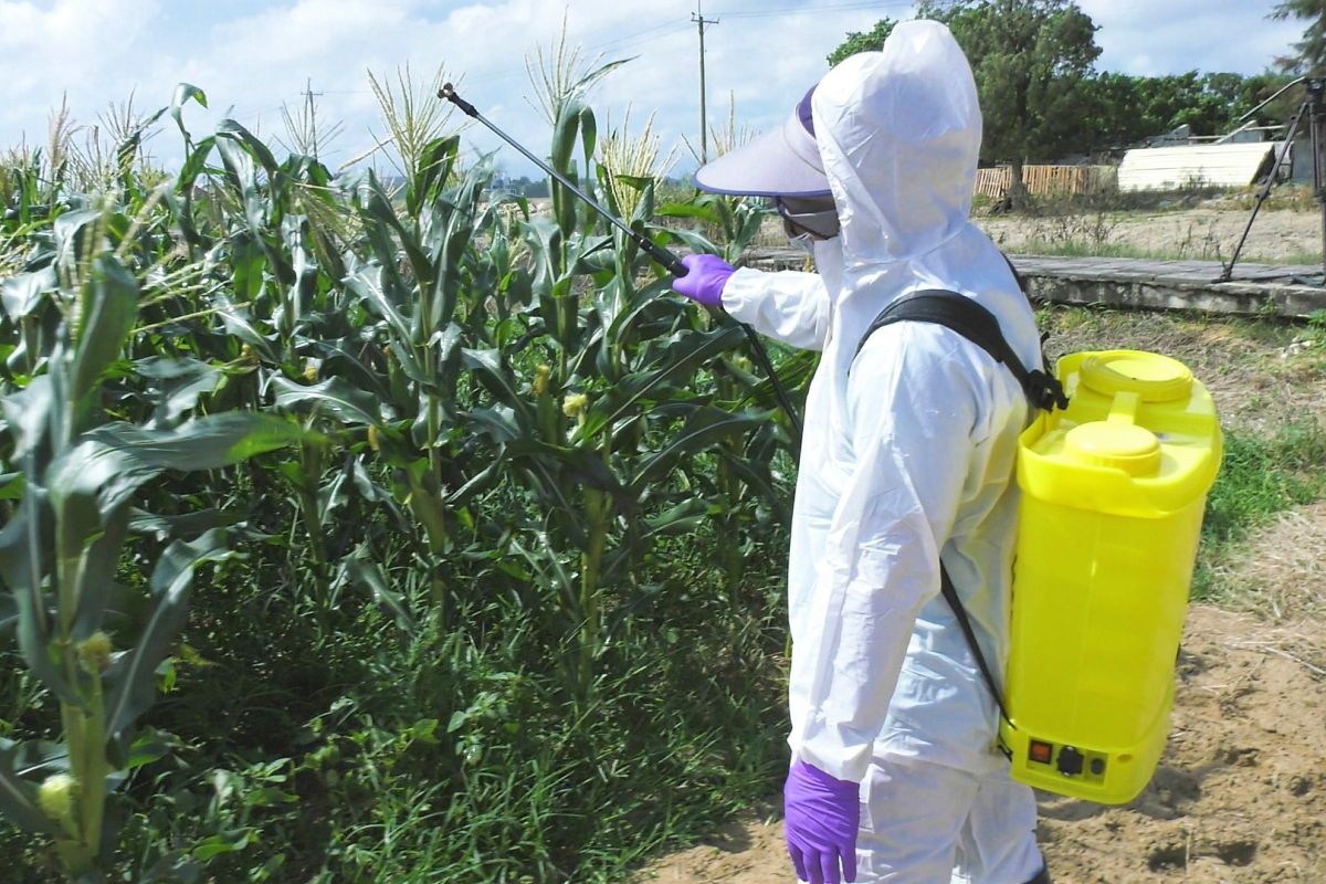 ▲農委會將防疫措施調整為第二階段，採行「強制噴藥」處理模式。（圖／蔡若喬攝, 2019.06.18）