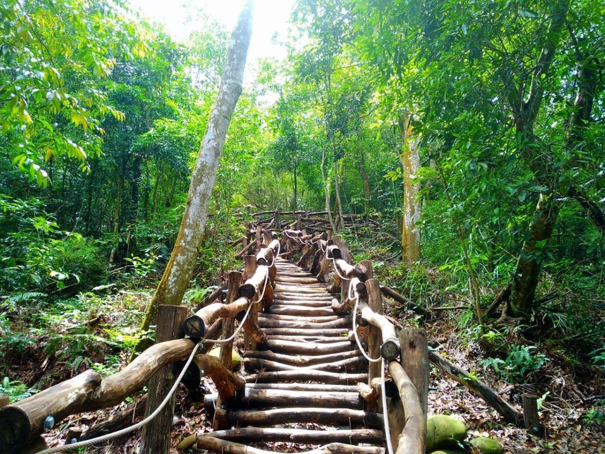 ▲台中大坑5-1號登山步道，目前季節限定的大丁黃盛開中，也是觀察蟬和蝴蝶生態最好的季節。(圖／觀旅局提供2019.6.19)