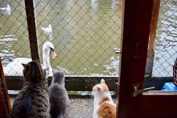 貓奴注意！全球唯一的阿姆斯特丹貓船　你不能不知道！