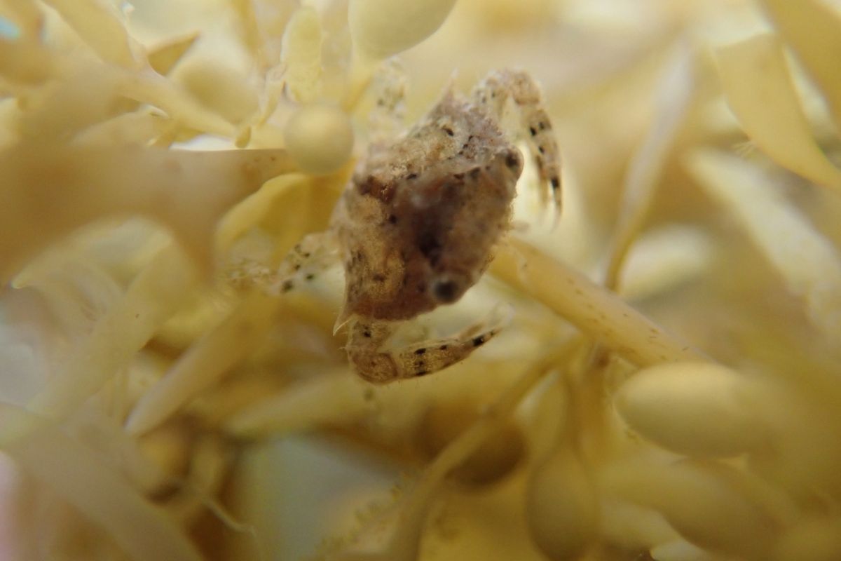 ▲這群小沙蟹以成蟹每公斤400元的價值估算，期盼每年可創造出4,000萬元的沙蟹產值，再造澎湖海域的漁業生機盎然。。（圖／種苗繁殖場提供，2019.06.19）