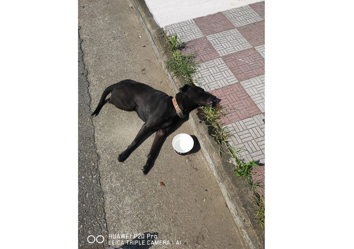 ▲貼文的潘先生表示，這隻黑狗倒在路邊停車格奄奄一息，目測身上無明顯外傷，可是後腿呈現骨折現象，可能是在附近被車撞，硬是拖著身體爬到路邊。（圖／翻攝「記憶八德」）