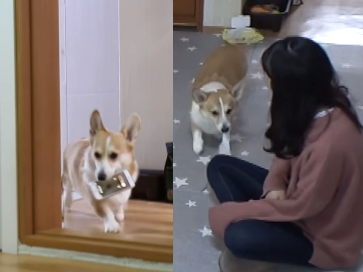 當主人的手機鈴鈴鈴響起，主人都還沒起身，Ari就主動將手機咬來給她。主人不小心打噴嚏時，Ari也馬上轉身去叼了一張衛生紙給她。 (圖/Youtube@Kritter Klub)