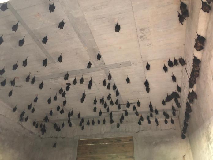 ▲每年6、7月是蝙蝠繁殖季，金山區遠足農場每年此時會迎來臺灣葉鼻蝠繁殖。（圖／新北市動保處提供）