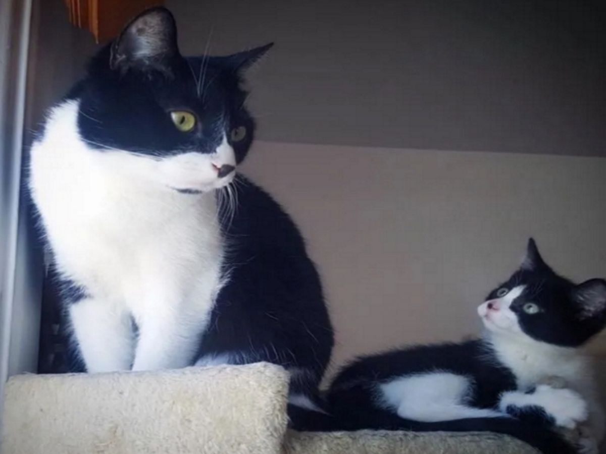 小賓士Poucet與大賓士Zacky兩隻貓非常要好（圖／Love Meow）