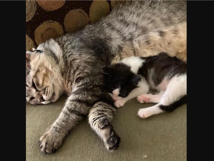 資深浪貓被收編　化身暖爸照顧孤兒幼貓