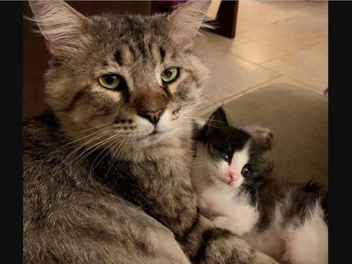 或許是曾經歷過流浪生活，朗特非常關心這些沒有媽媽的小貓，從此之後每隻來到這裡的小貓牠都會接手照顧。 (圖/IG@gingeralfalfa)