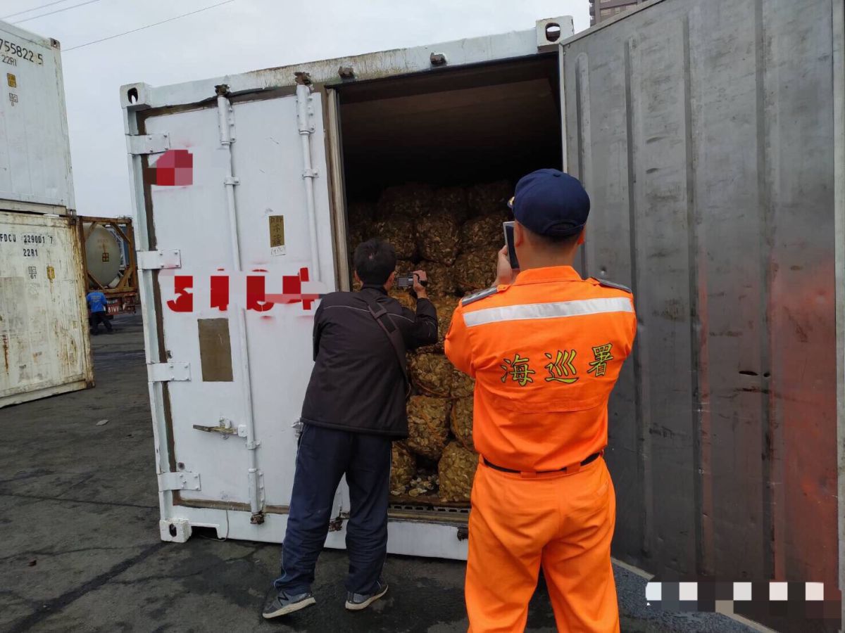 ▲金門查緝隊於108年1月16日在高雄港區查一只裝滿帶殼牡蠣的貨櫃。（圖／金門查緝隊提供）