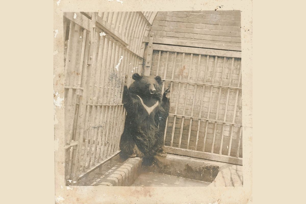 ▲一名阿嬤說家裡養過「很兇的狗」，殊不知一看照片竟然是台灣黑熊！（圖／翻攝自社團法人花蓮縣牛犁社區交流協會臉書）