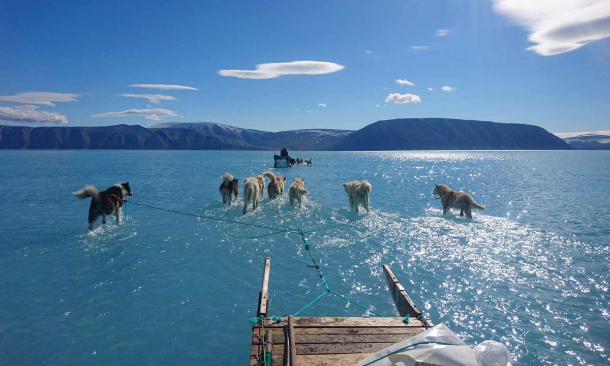 ▲丹麥氣象研究所科學家歐森拍下「雪橇犬涉水」的驚人照片。（圖／翻攝Steffen M Olsen/Twitter）