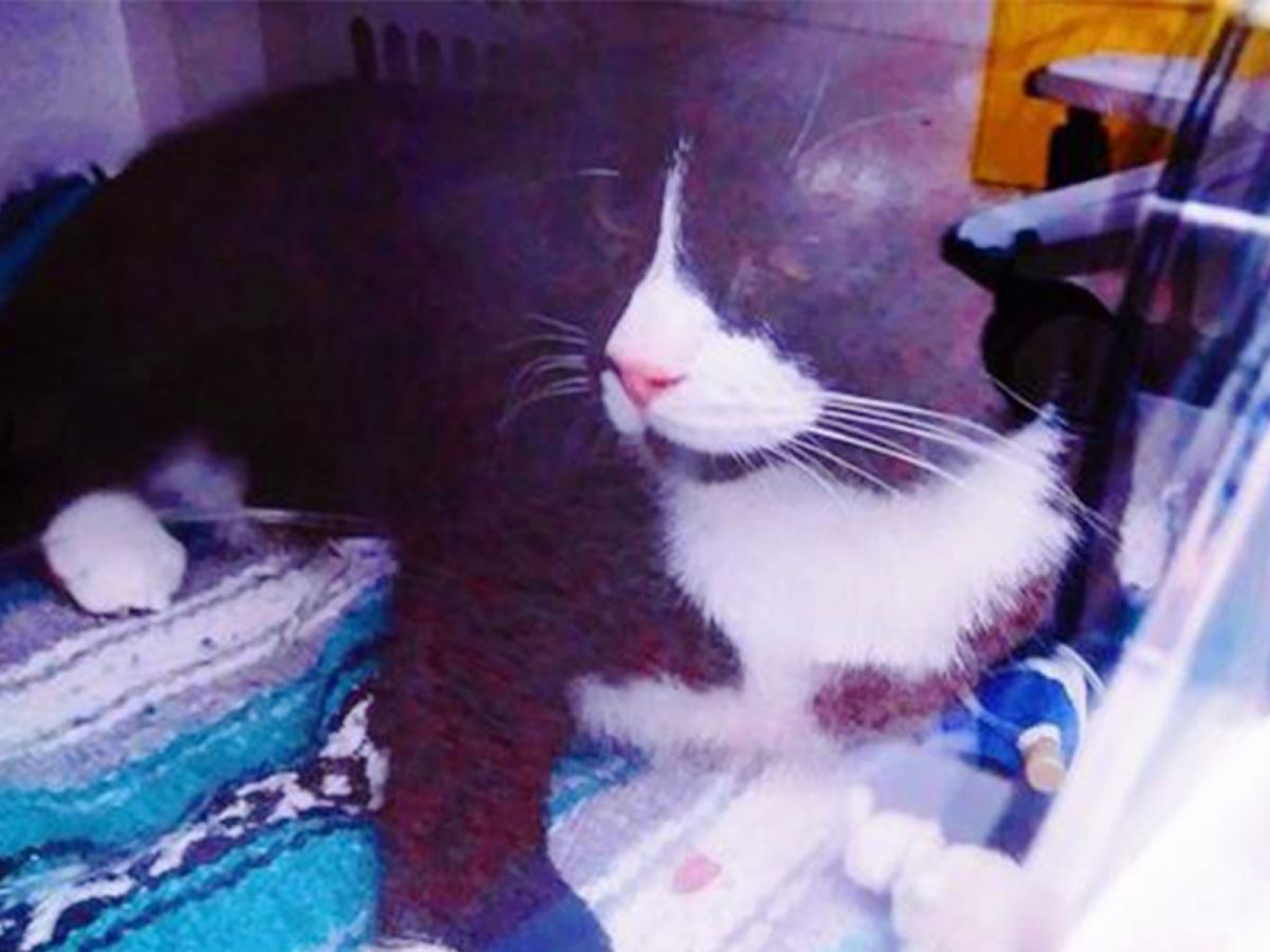 一歲大的費利克斯目前還正在接受治療，牠24小時都待在氧氣室中。(圖/Stefani Carroll-Kirchoff)