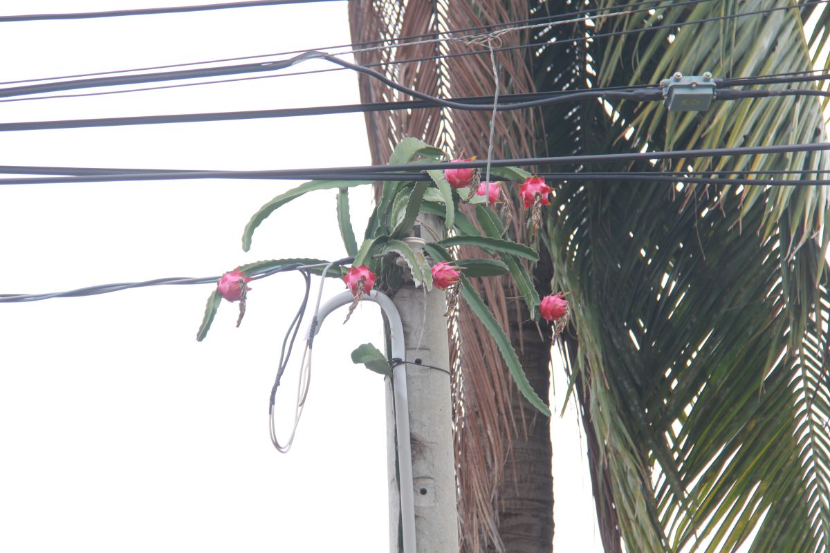 ▲員林市浮圳路二段一根電線桿，7顆紅色果實懸在電線桿頂端超搶眼。（圖／記者陳雅芳攝，2019.06.25）