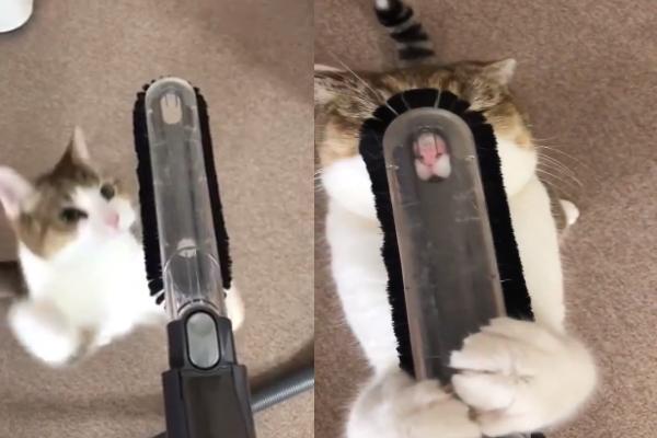 日本虎斑貓有怪癖　熱愛吸塵器還要被吸鼻