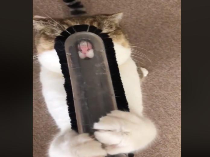 日本虎斑貓有怪癖　熱愛吸塵器還要被吸鼻
