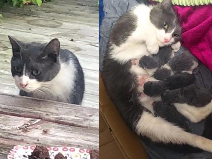 蘇姬在梅麗莎家顯得非常放鬆，隔天就順利產下5隻小奶貓。(圖/Chatons Orphelins Montréal)