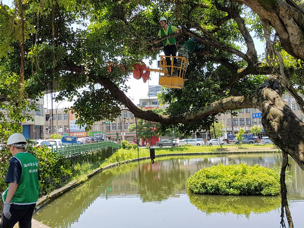 ▲福田樹木保育基金會協助宜蘭縣政府搶救頭城盧宅前面百年老榕樹。（圖／記者李清貴攝,2019.06.27)