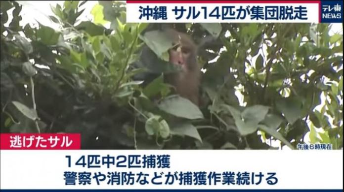 ▲沖繩動物園脫逃14隻猴子。（圖／截自網路）