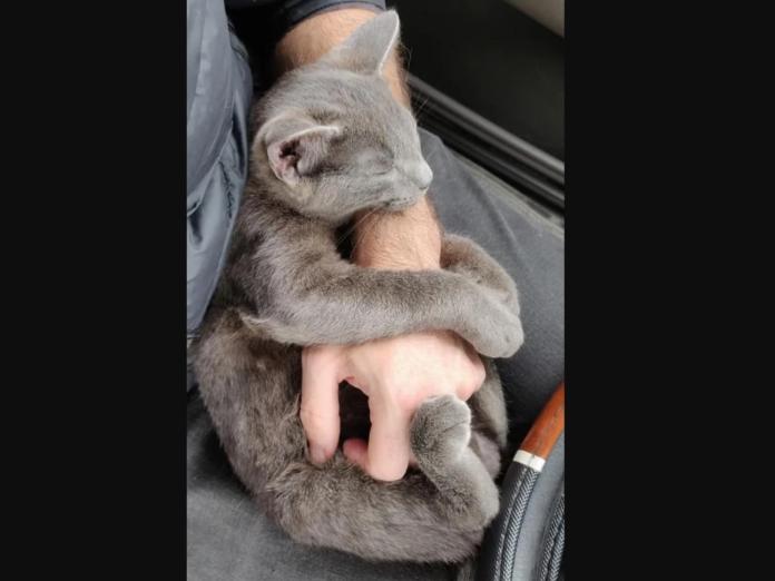 男子停車場遇黏人小貓　上車後竟馬上抱緊熟睡！
