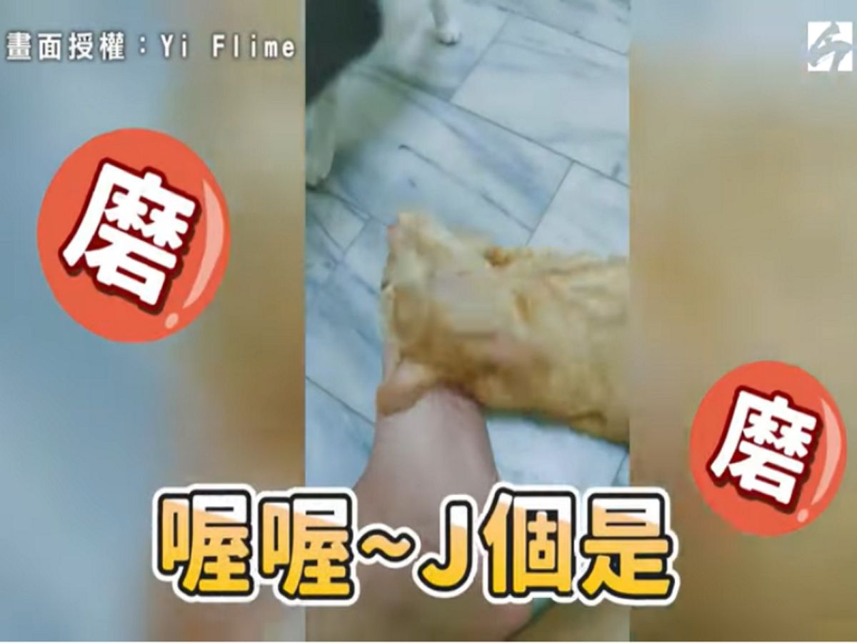 小橘非常陶醉在主人的「腳味」中無法自拔（圖／翻攝自Yi Flime授權影片）