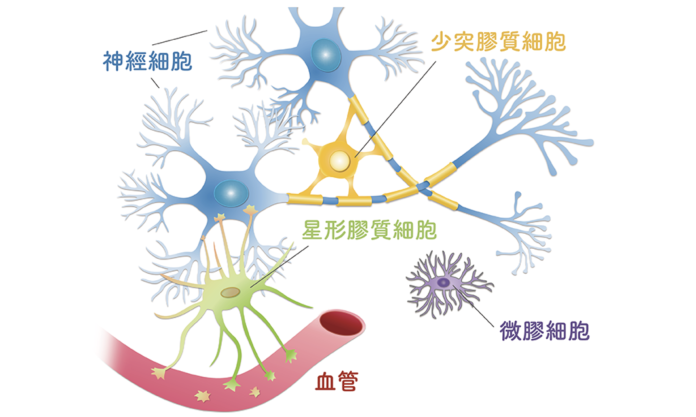 人腦中的神經網絡各司其職，包含神經細胞、星形膠質細胞、血管、少突膠質細胞、微膠細胞。（圖片來源│洪宗宏繪製）
