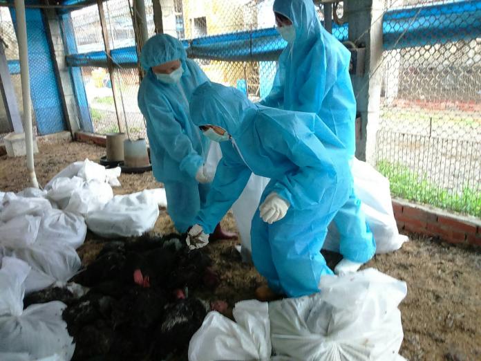 大城鄉某土雞場確診為H5N2亞型高病原性禽流感
