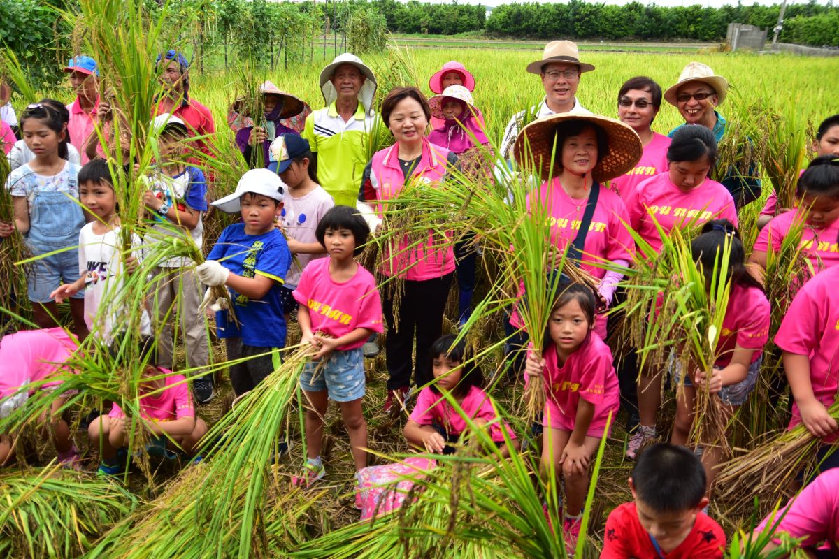 ▲基隆市堵南國小學童到埤頭鄉大湖國小參與割稻樂「趣」，小朋友都說，是第一次割稻，使用傳統脫穀機脫榖、打穀，體驗早期農村刻苦純樸生活。（圖／記者陳雅芳攝，2019.06.29）
