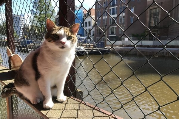 貓奴注意！全球唯一的阿姆斯特丹貓船　你不能不知道！