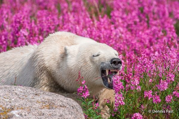 北極熊：來吃一點小花……（啊！樣子崩壞了啦！形象形象！）（圖／Dennis Fast）