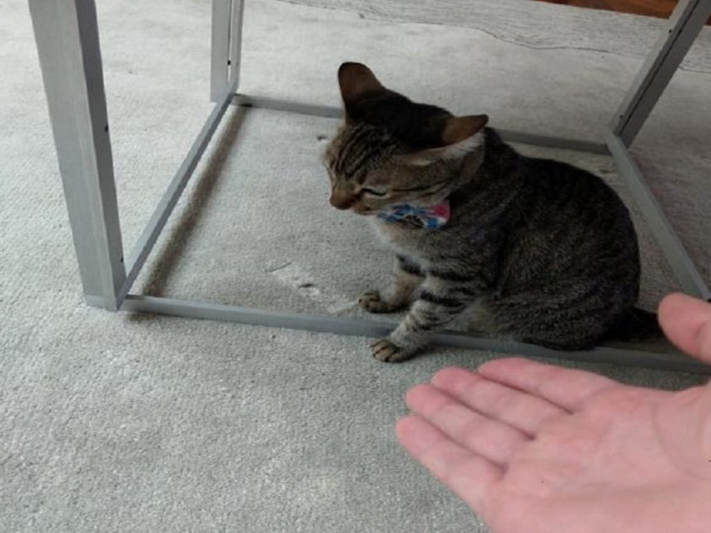 鄭運鵬po文，想逗蔡英文的愛貓卻遭咬傷。 (圖/翻攝鄭運鵬臉書)