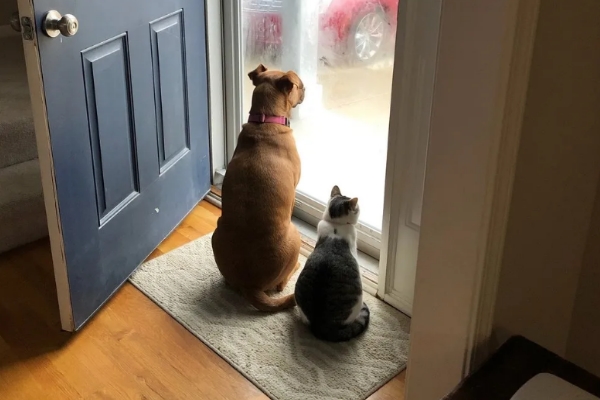 自來貓天天到庭院討食　抱緊處理後學會為家人等門
