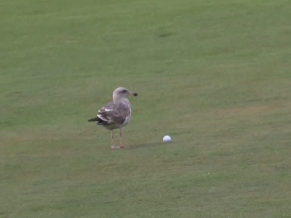 高爾夫球賽海鷗亂入帶球跑路　網友：你是槍手吼～
