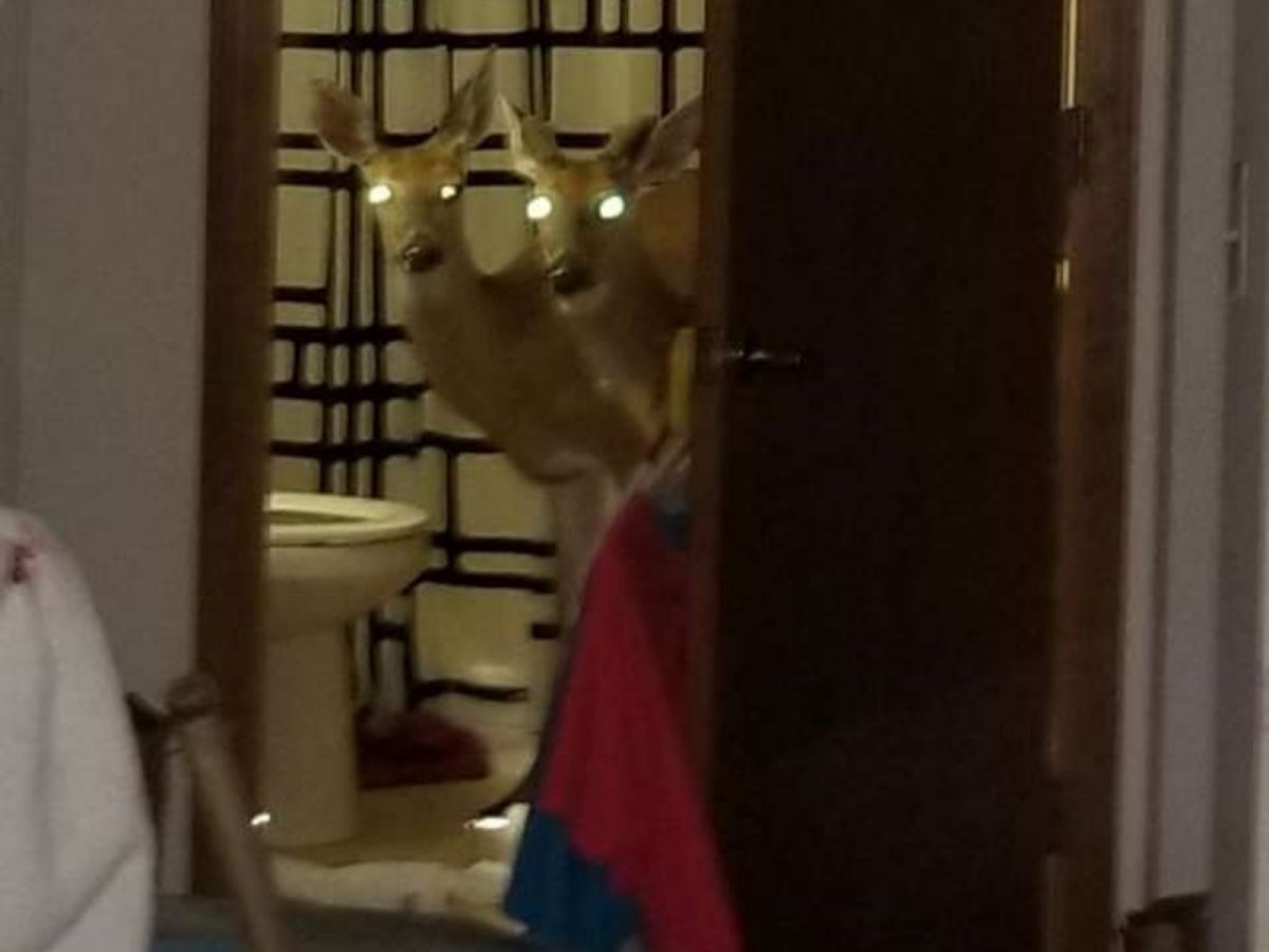 另外兩隻鹿呢？牠們在浴室裡探出頭來往外瞧。(圖/Facebook@Decatur Police Department) 