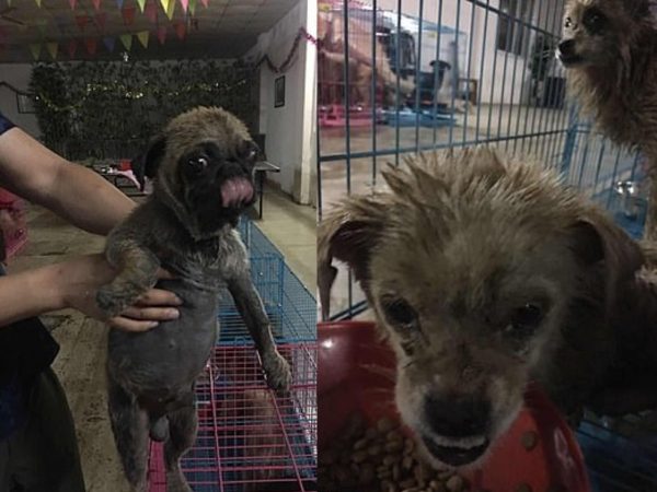 狗肉節前夕62隻狗狗被救出　中國狗肉節再引世界關注！ 