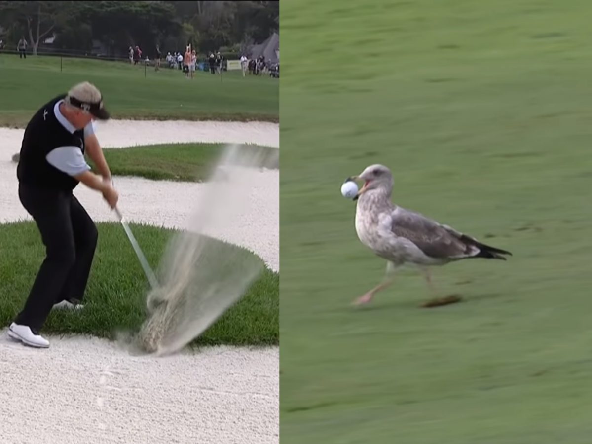 （叼起高爾夫球，啟動高速飛毛腿～）洞呢洞呢洞呢？偶要趕快進洞～ (圖/Youtube@PGA TOUR Champions) 