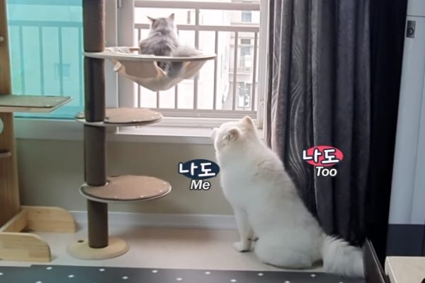 Gwangbok觀賞窗外風景時，Milky會學牠一起看窗外（圖／翻攝自Youtube@SBS TV동물농장x애니멀봐 ）
