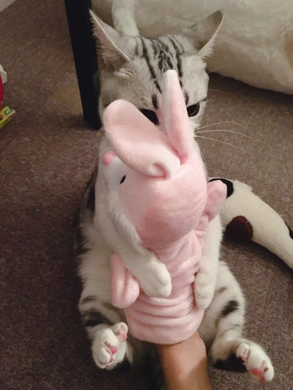 粉紅色的兔兔玩偶是貓咪小時候玩膩的玩具（圖／twitter@haruharu_ponpon）
