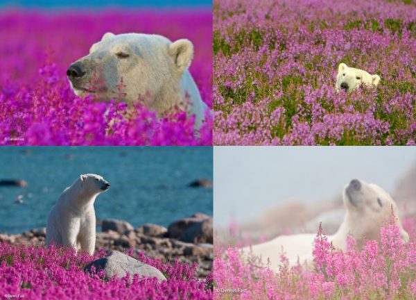 各種角度的北極熊（圖／Dennis Fast）