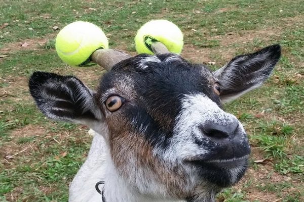 山羊二號：我主人喜歡打網球，所以找了兩顆塞在我角上（圖／EatLiver.com）